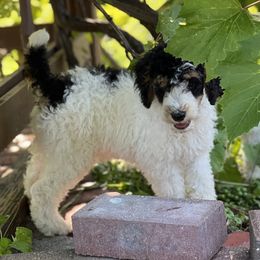 Aussiedoodle Puppies from Crystal Ridge Doodles