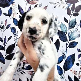Teal- Charlie - White and black female Dalmatian puppy in Gray, Georgia from Fuller Spots
