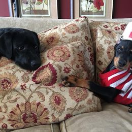 Doberman Pinscher Puppies from Lexa Dobermans