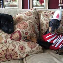 Doberman Pinscher Puppies from Lexa Dobermans