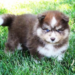 Pomeranian, Pomsky, and Siberian Husky Puppies from AMS Pomskies