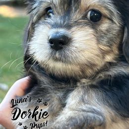 Companion Cross Puppies from Luna's Dorkie Pups