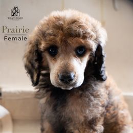 Poodle Puppies from Wilson Family Poodles