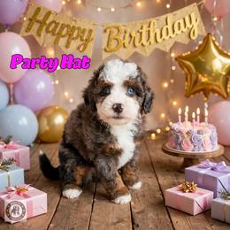 Party Hat - Blue merle female Bernedoodle puppy in Banner Elk, North Carolina from Walnut Tree Bernedoodles