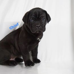 Cane Corso Puppies from Prestigious K9