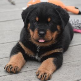 Boy 1 - male Rottweiler puppy in Catawissa, Pennsylvania from Sharp Ridge Rottweilers