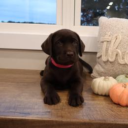 Penny - Chocolate female Labrador Retriever puppy in Camden, Indiana from Camden's Caring Canines