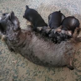 Miniature Schnauzer Puppies from Little Schnauzer Paws