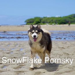 Jäger - Pomsky
