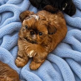 Brady - Gold male Shih Tzu puppy in Aptos, California from Glorious Shih Tzu