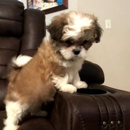 Maltese, Pomeranians, and Shih Tzus from Johnny's Pets