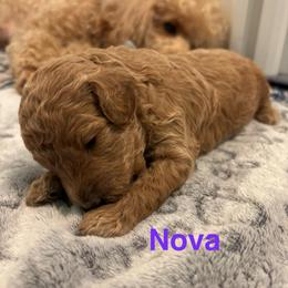 Nova - Apricot female Poodle puppy in Union Grove, Alabama from Beltane Bonnies