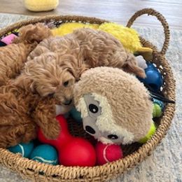 Maltipoo Puppies from Cece's Maltipoos