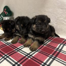 Girl 2 - Black and tan female German Shepherd puppy in Stanardsville, Virginia from Majestic K9 LLC