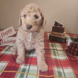 Teal Girl - Cream female Labradoodle puppy in El Paso, Texas from My Cuddly Doodles