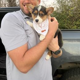 American Corgi and Pembroke Welsh Corgi Puppies from High Cotton Corgis