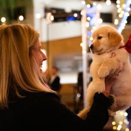 Golden Retriever Puppies from Valley of the Sun Golden Retrievers