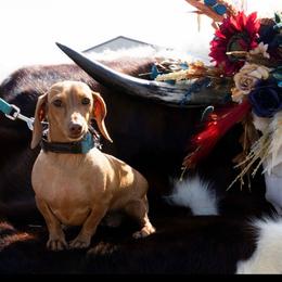 Lizzy - Red female Dachshund puppy in Pleasant Plains, Arkansas from JGBs Silver Spur Dachshunds