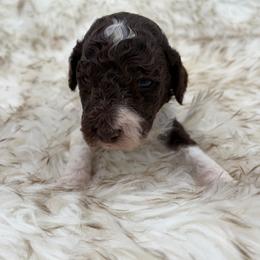 Cookie - Parti male Poodle puppy in Otto, North Carolina from Wild Suns Farm