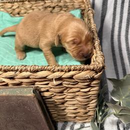 Esther - Golden female Golden Retriever puppy in Sandy, Oregon from Treasured K-9s