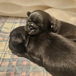 Black girl pink collar - Black female Pug puppy in Canterbury, Connecticut from Pug Palace Kennel