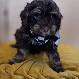 Hoppy - Phantom male Goldendoodle puppy in Decatur, Tennessee from Diamond's Doodles