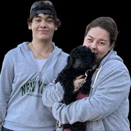 Hattie - Black Poodle puppy in Caldwell, Idaho from Funny Farm Poodles & Doodles