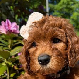 Keeva (grey collar) - Red female Irish Doodle puppy in Mouth Of Wilson, Virginia from HoneyBunn Doodle Co.