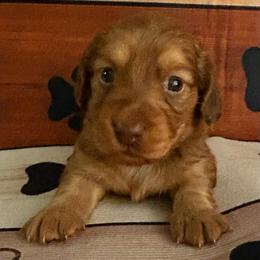 Hershey - Red female Dachshund puppy in Charlottesville, Virginia from AKJ’s Dachshunds