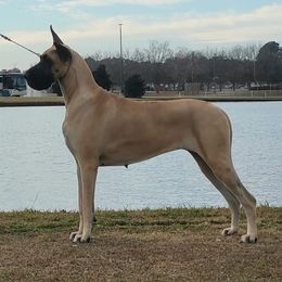 Great Danes from Azal Great Danes