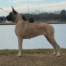 Great Danes from Azal Great Danes