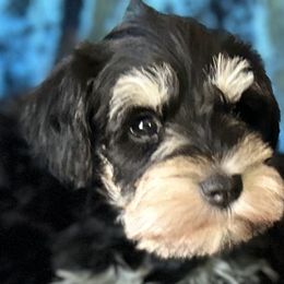Miniature Schnauzers from Shull Mini Schnauzers