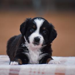 Bramble - Black tri male Miniature American Shepherd puppy in Chocowinity, North Carolina from Foxtail Hollow