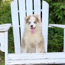 SALE 3200 Flurry - Chocolate male Pomsky puppy in Murfreesboro, Tennessee from Middle Tennessee Pomskies