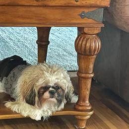 Mickey - Silver gold and white male Shih Tzu puppy in Dunlap, Tennessee from Beards of Glory