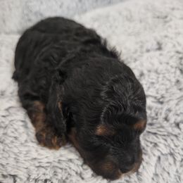 Kancho - Phantom female Poodle puppy in Chandler, Arizona from Fabi Poodle