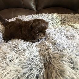 Sunny - Chocolate male Shih Tzu puppy in Manahawkin, New Jersey from Lilly’s Seashore Shih Tzus