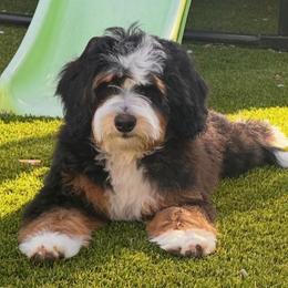 Pongo- blue collar - Tri-color male Bernedoodle puppy in Yuciapa, California from AlltheDoodlez_
