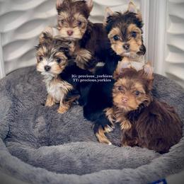 Chocolate Male - Chocolate and tan male Yorkshire Terrier puppy in Madera, California from Precious Yorkies