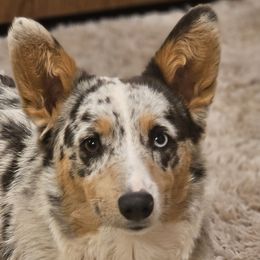 American Corgis, Australian Cattle Dogs, Companion Crosses, and Pembroke Welsh Corgis from Sweet & Salty Cowdogs