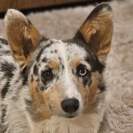 American Corgis, Australian Cattle Dogs, Companion Crosses, and Pembroke Welsh Corgis from Sweet & Salty Cowdogs
