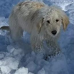 Bernedoodles and Goldendoodles from Four Kids’ Farms, LLC