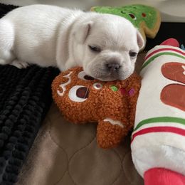French Bulldog Puppies from 1011 French Bulldogs