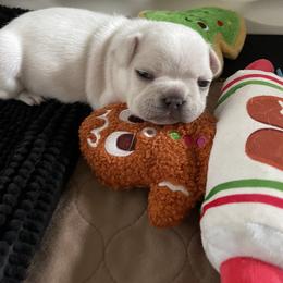 French Bulldog Puppies from 1011 French Bulldogs