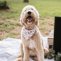 Nyla  - Goldendoodle