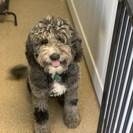 Hank - Sheepadoodle