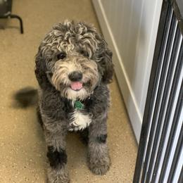 Hank - Sheepadoodle
