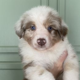 Frost (AKA otto) - Red merle Australian Shepherd puppy in Ashland, Wisconsin from Ahava's Australian Shepherds