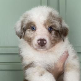 Frost (AKA otto) - Red merle Australian Shepherd puppy in Ashland, Wisconsin from Ahava's Australian Shepherds