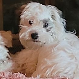 Cotons de Tulear from Ferne's Kintana Cotons